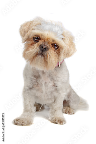 mixed breed dog (pekingese,shih tzu) isolated on white