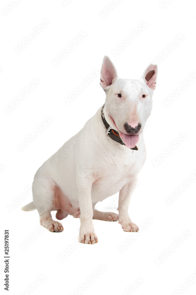English Bull Terrier, Bully, Gladiator isolated on white