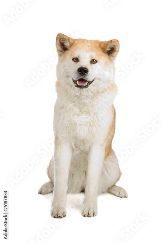 Akita Inu dog sitting down, isolated on a white background