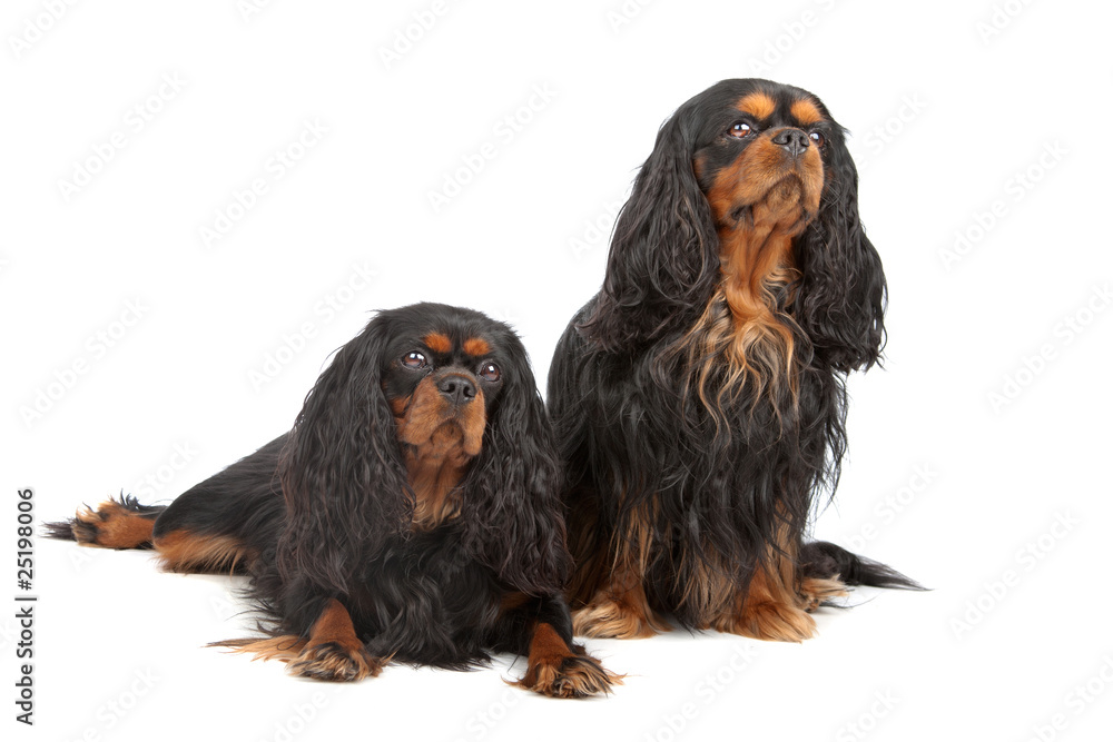 two cavalier king charles dogs (cav, cavalier, cavie)