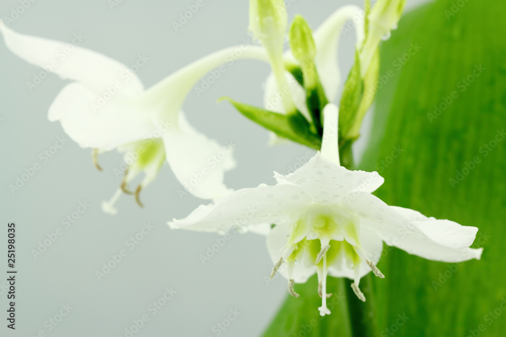 fleurs blanches du lys de l'Annonciation, étoile du nord Photos | Adobe  Stock