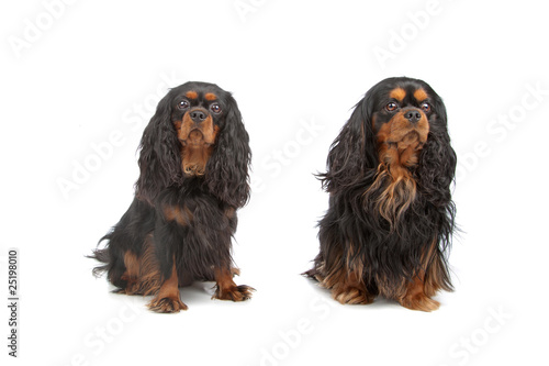 Fototapeta two cavalier king charles dogs (cav, cavalier, cavie)