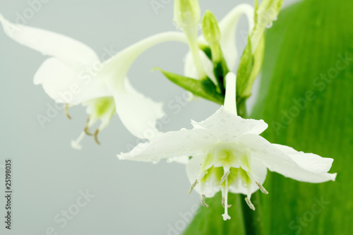 Fototapeta Naklejka Na Ścianę i Meble -  fleurs blanches du lys de l'Annonciation, étoile du nord