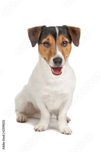 jack russel terrier puppy isolated on a white background © Erik Lam