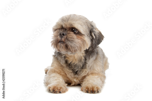 Shih tzu dog lying and looking away isolated on white background