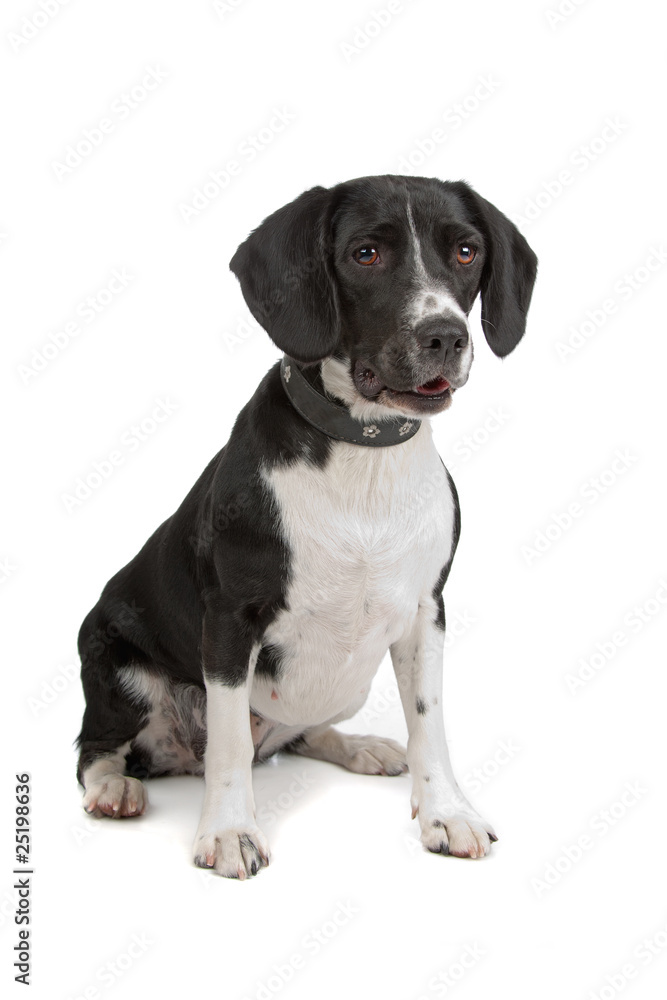 mixed breed (beagle, cocker spaniel) isolated on white mixed breed (beagle, cocker spaniel) isolated on white