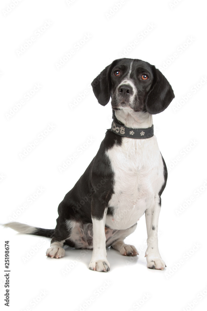 mixed breed (beagle, cocker spaniel) isolated on white mixed breed (beagle, cocker spaniel) isolated on white