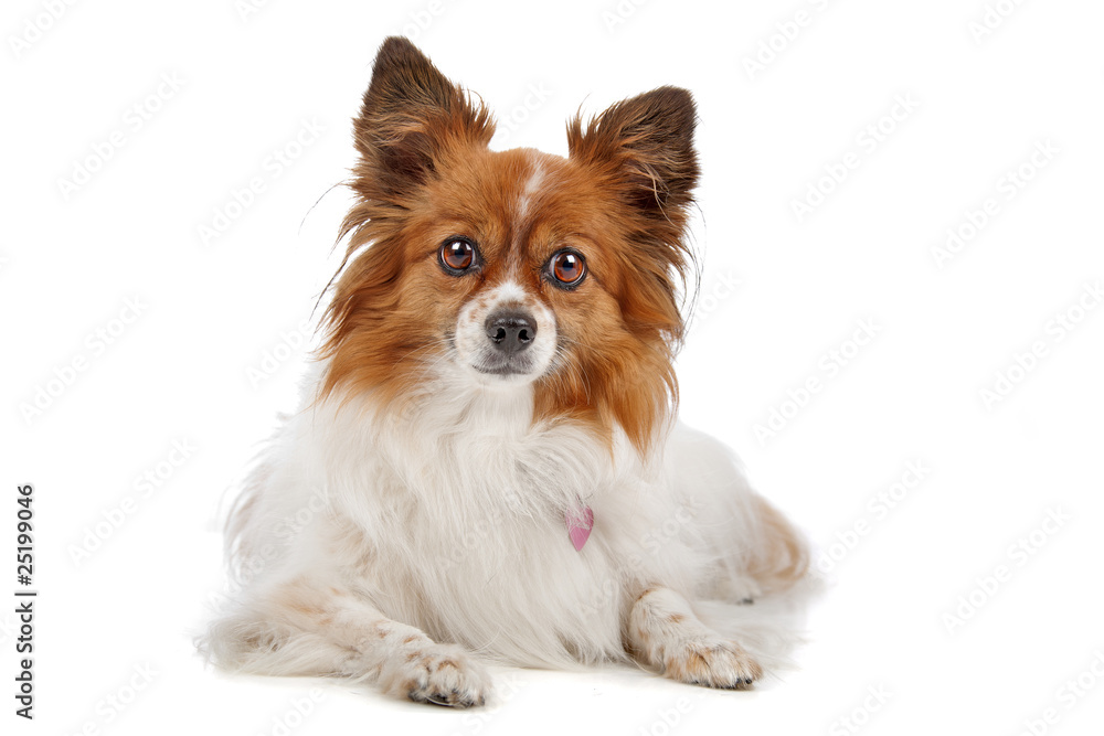 Papillon (Phalène ,Butterfly,Squirrel) isolated on white Papillon (Phalène ,Butterfly,Squirrel) isolated on white