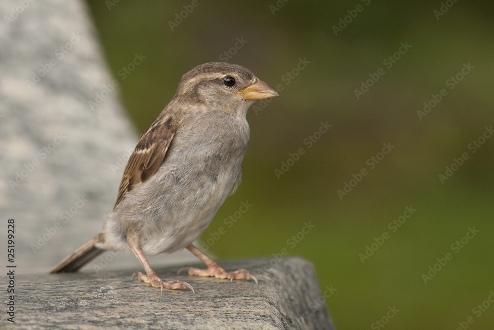House sparrow House sparrow