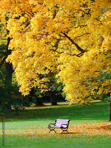 City park in autumn