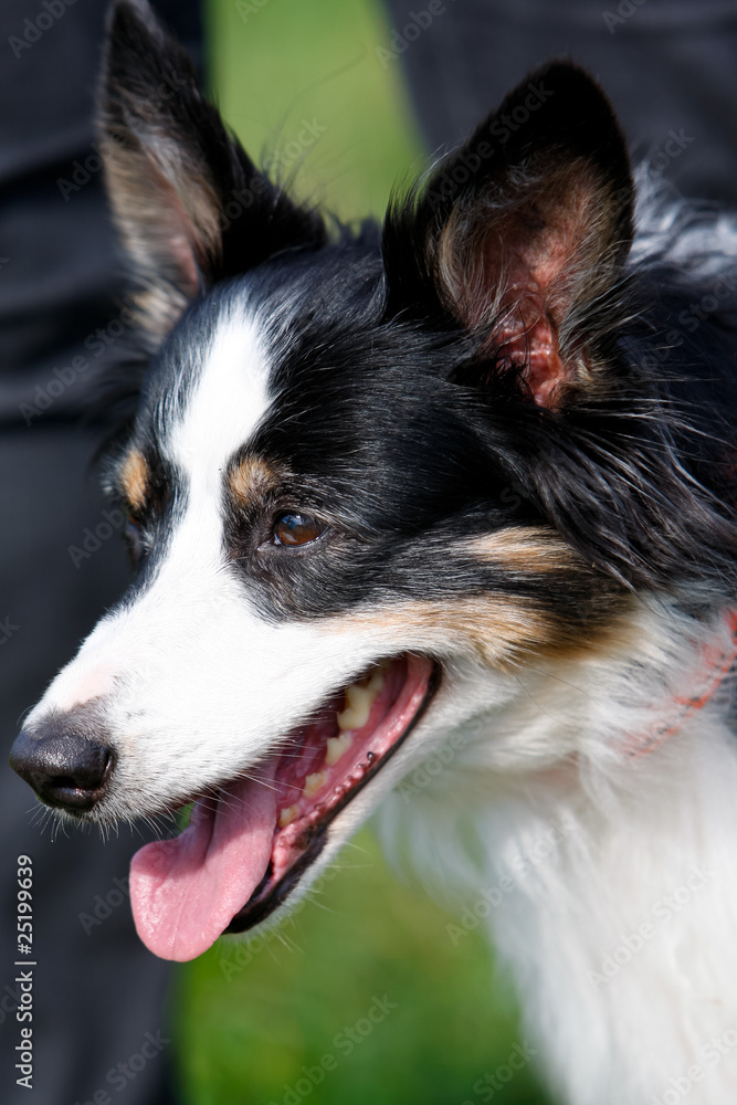 Bordercollie Bordercollie