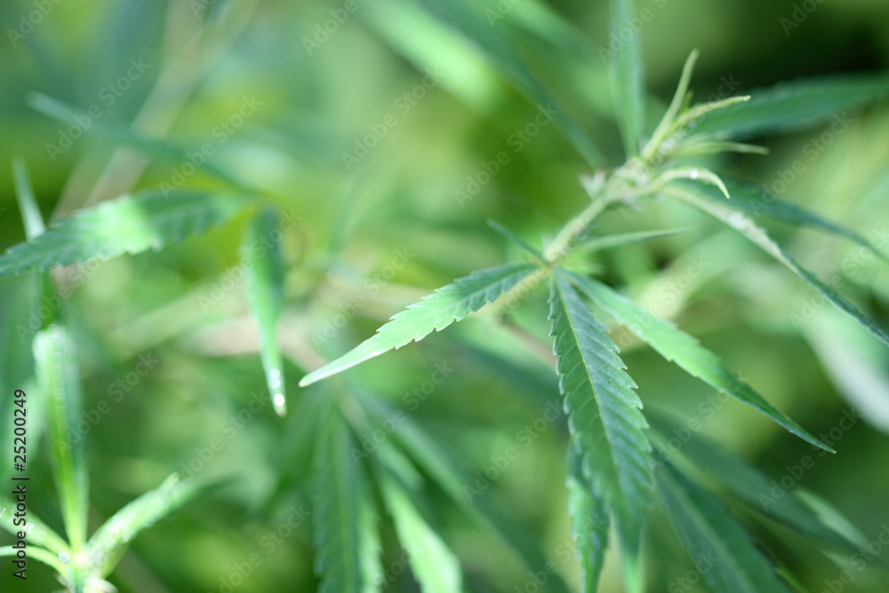 plante de cannabis, chanvre indien, fond blanc plante de cannabis, chanvre indien, fond blanc