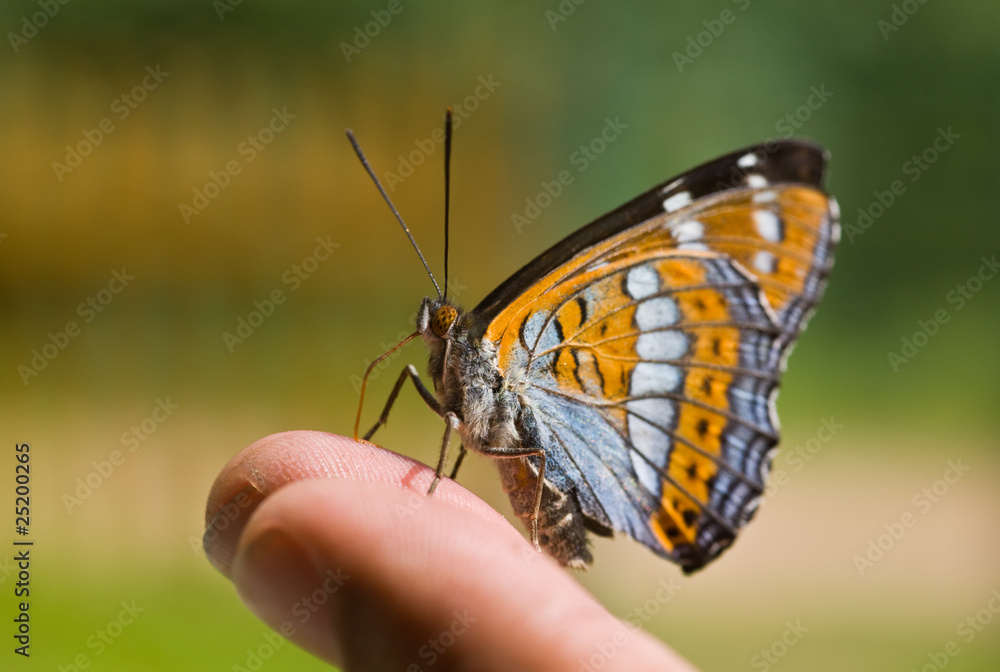 Obraz premium butterfly