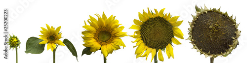 sunflower generations isolated on white
