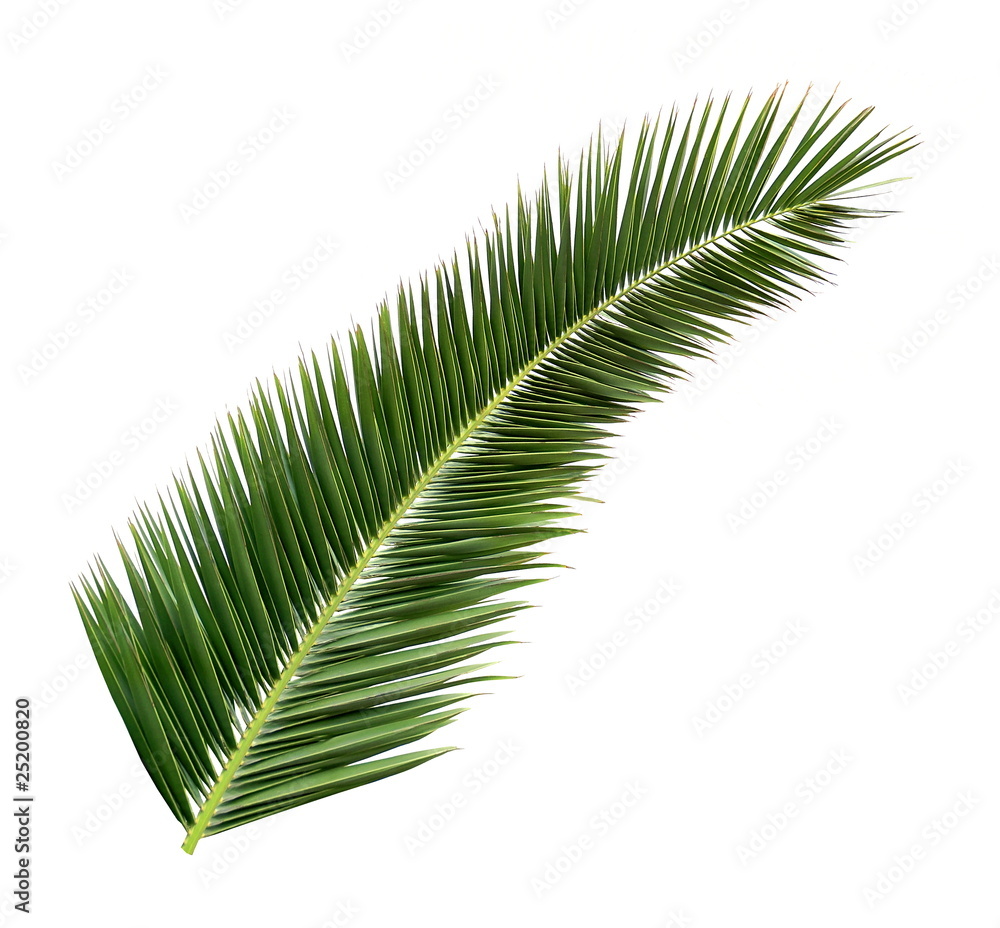 Obraz premium Feuille de palmier