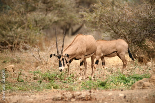 Oryx in Tsavo West