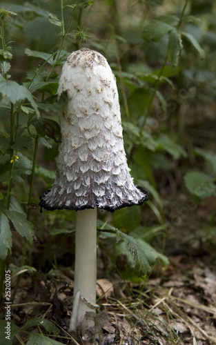 Inky cap