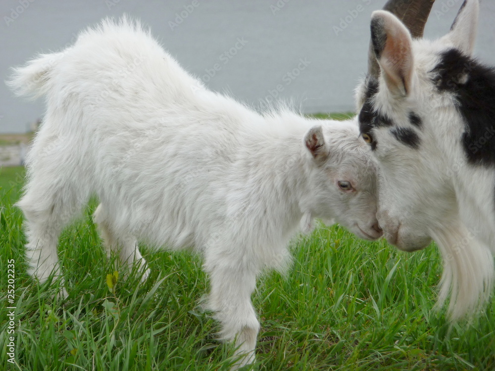Naklejka premium Goat with kid