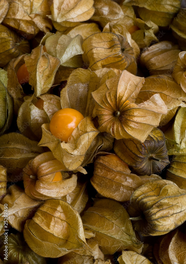 Physalis Physalis