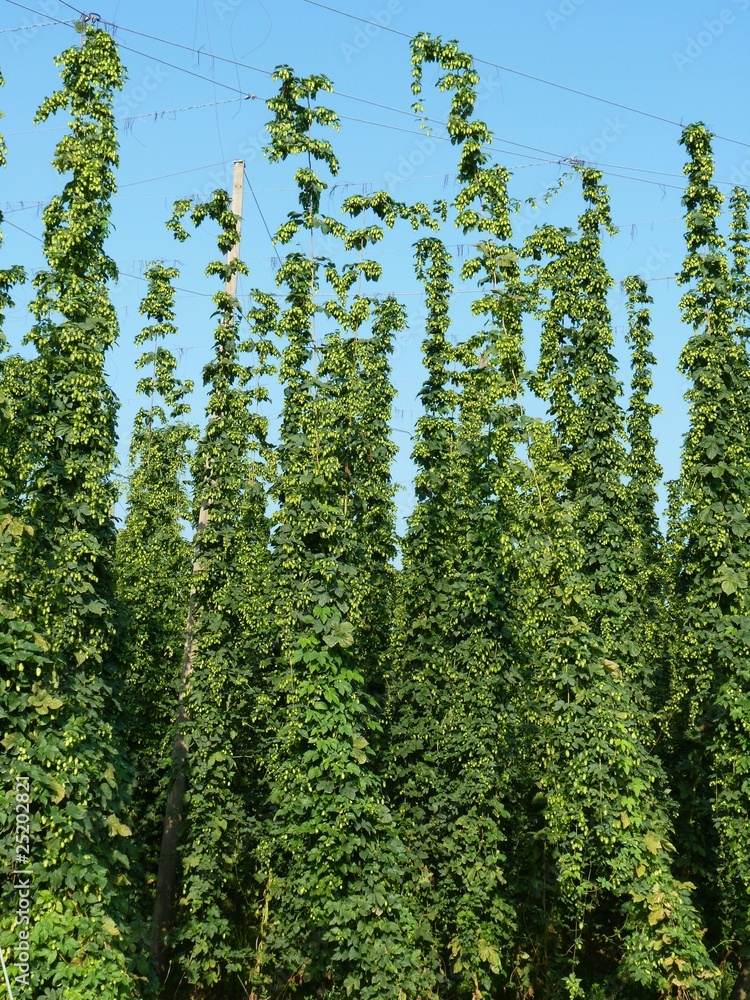 Fototapeta premium hop garden - Bavaria, Germany (3)
