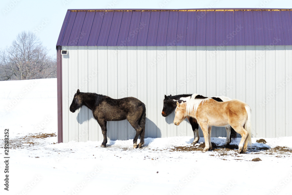Naklejka premium Three Horses by Barn with Purple Roof