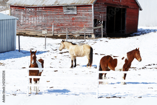 Three Horses in Winter Corral © StevertS