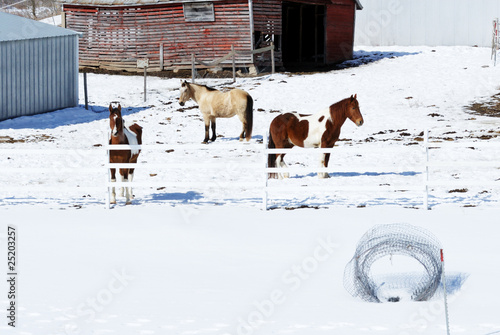 Three Horses in Winter Corral © StevertS
