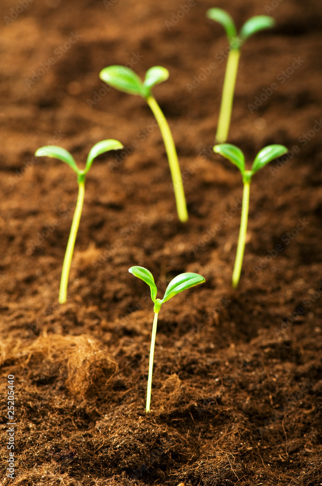 Green seedling illustrating concept of new life Green seedling illustrating concept of new life