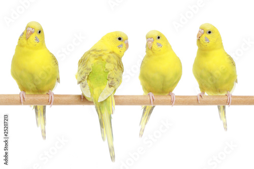 Four yellow budgie on branch