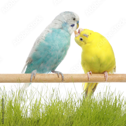 Budgerigars kiss, isolated on white
