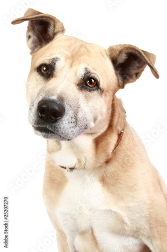 American Staffordshire dog © jagodka