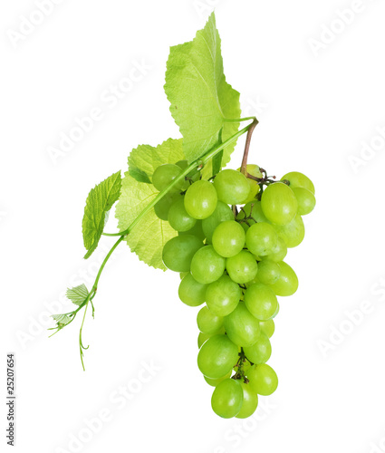 Grape cluster over white