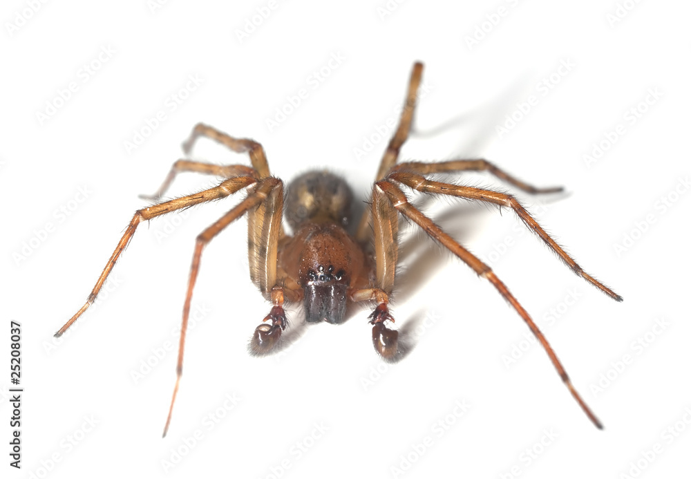 Web spider isolated on white background Web spider isolated on white background