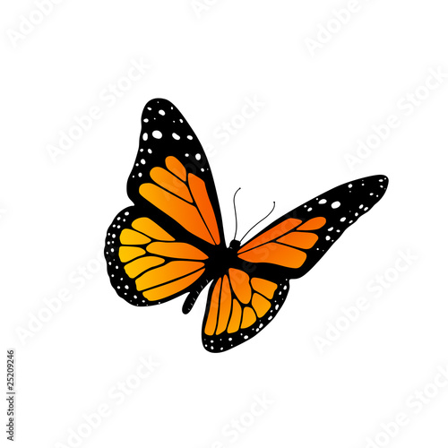 Monarch butterfly © Mircea Maties