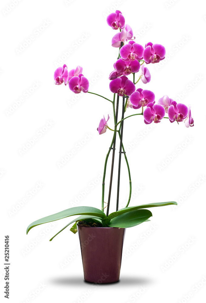plante à fleur en pot orchidée rose isolé fond blanc - détouré