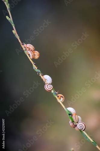 Snails on a branch