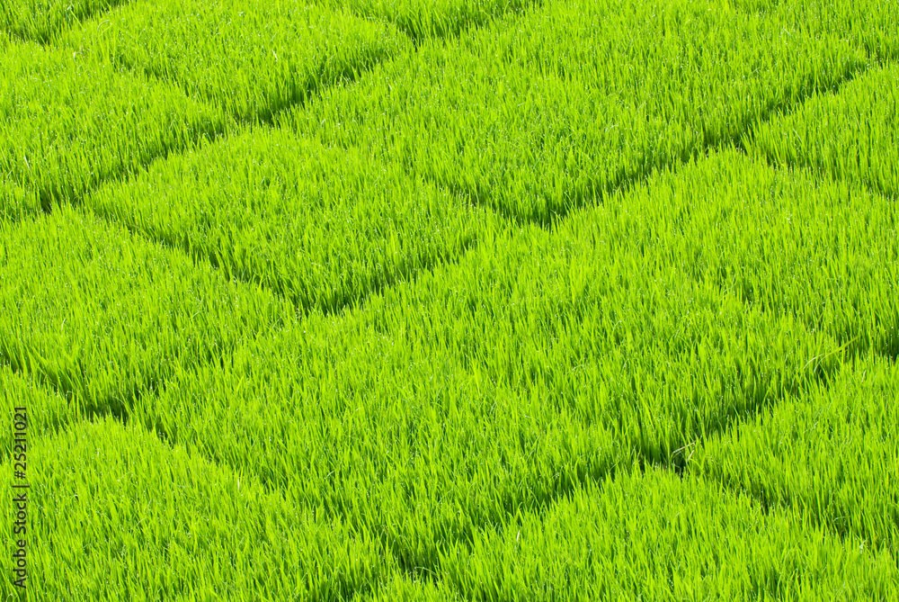 Soft and fresh grass square