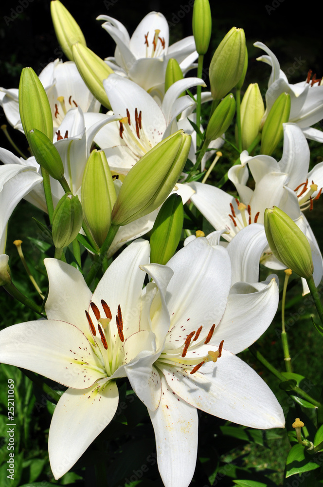 Obraz premium White lily