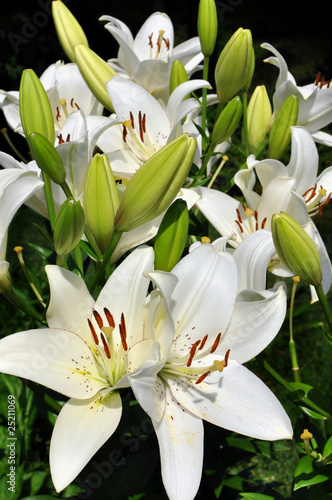 Fototapeta Naklejka Na Ścianę i Meble -  White lily