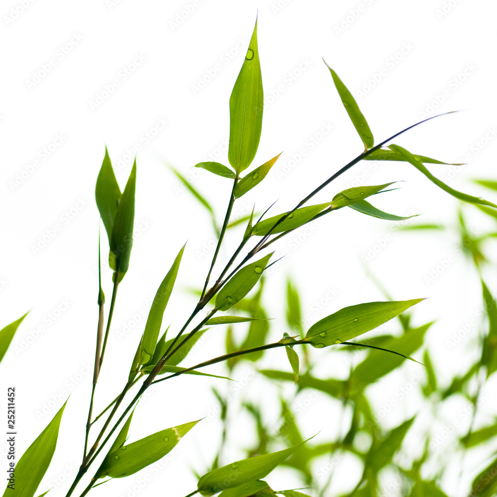 Fototapeta premium image d'un bambou vert sur fond blanc - nature