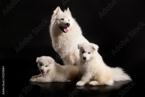 Family Of Samoyeds © Fotoskat