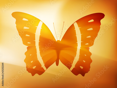 vector butterfly illustration