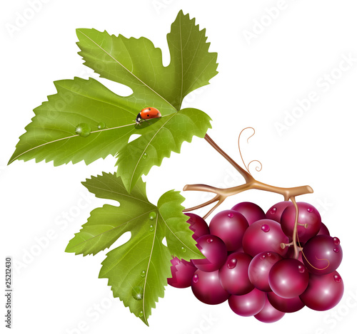 Grape cluster with water drops and ladybird.
