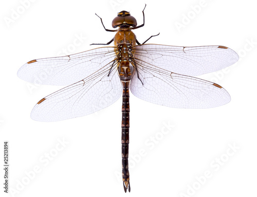 Dragonfly close up isolated on white