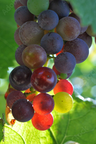 Lumière dans le raisin