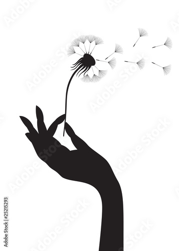 Dandelion in a hand