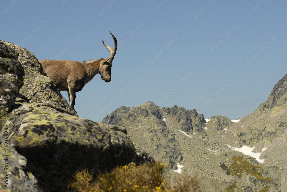 Paisaje en gredos