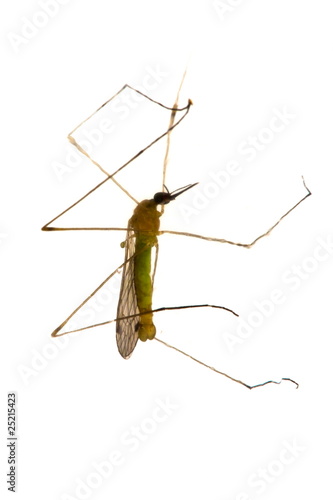 Wallpaper Mural Mosquito Torontodigital.ca