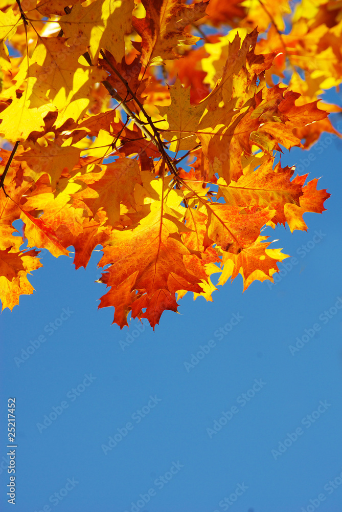 autumn leaves autumn leaves