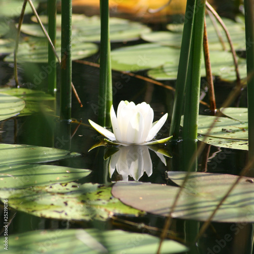 European White Waterlily on a surface of a lake